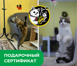 Карточка акции