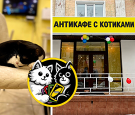 Карточка акции